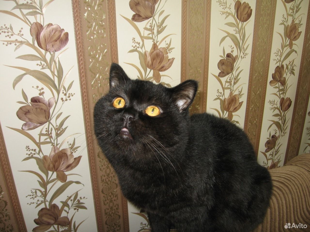 Кот в поиске купить на Зозу.ру - фотография № 1