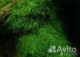 Яванский мох, анцитрусы купить на Зозу.ру - фотография № 1