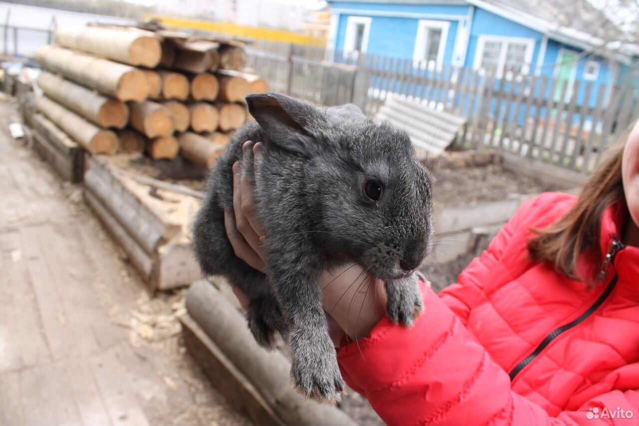 Купить кролика в красноярске