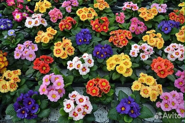 Многолетние цветы много разных купить на Зозу.ру - фотография № 2