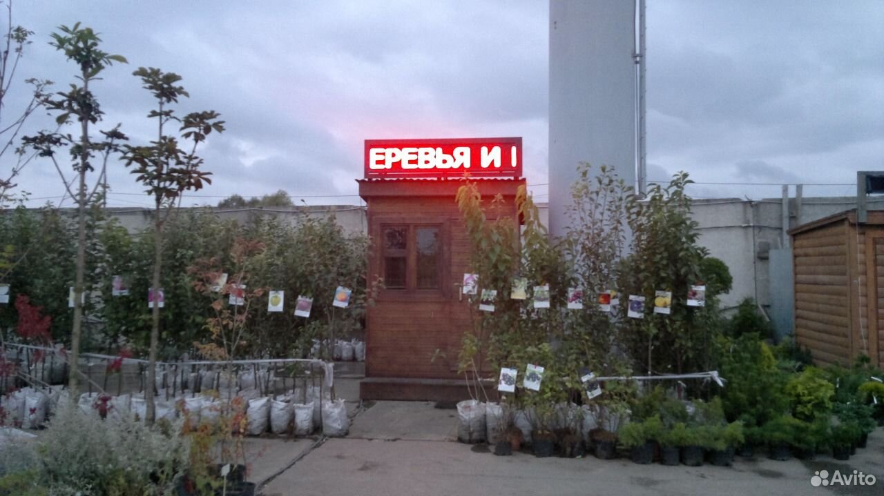 Плодовые деревья от производителя купить на Зозу.ру - фотография № 2
