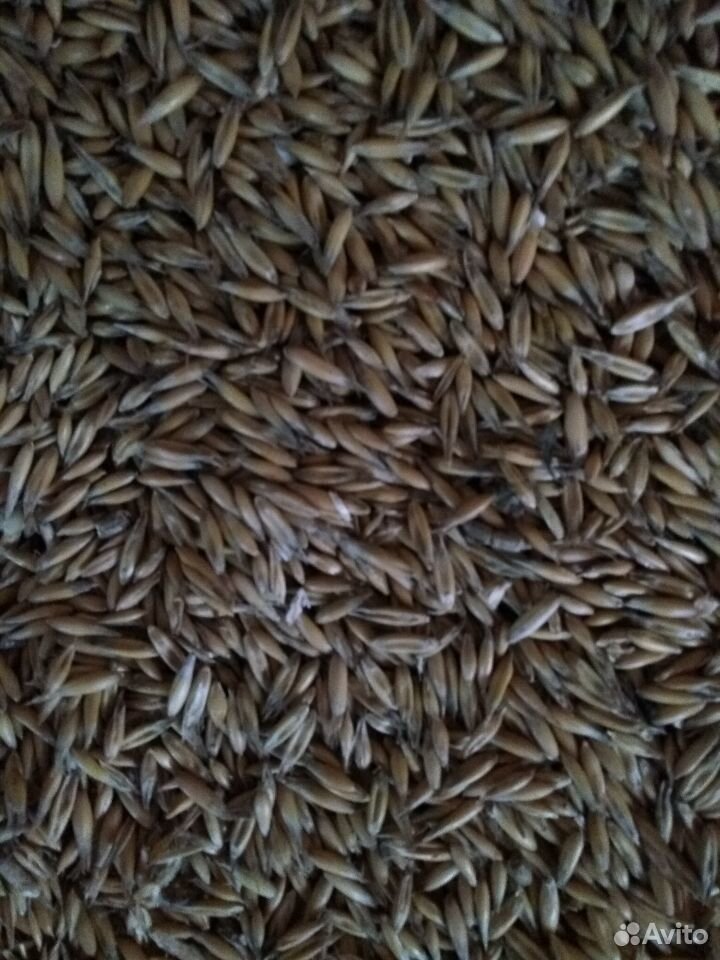 Зерно-пшеница,ячмень,рожь купить на Зозу.ру - фотография № 6
