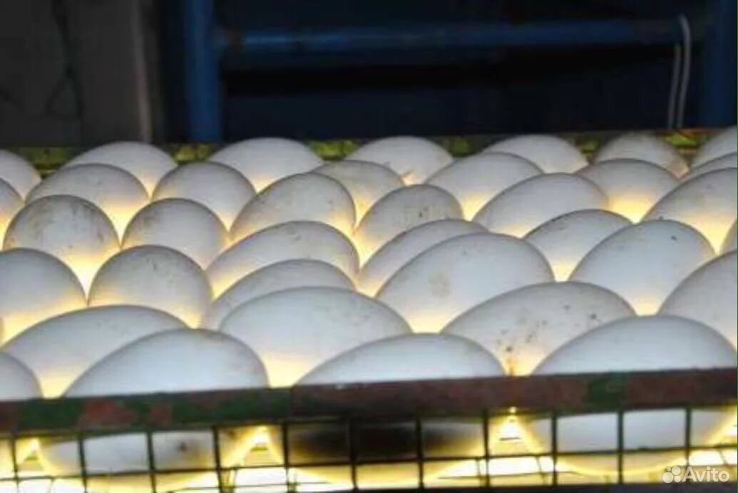 Яйца в инкубаторе фото