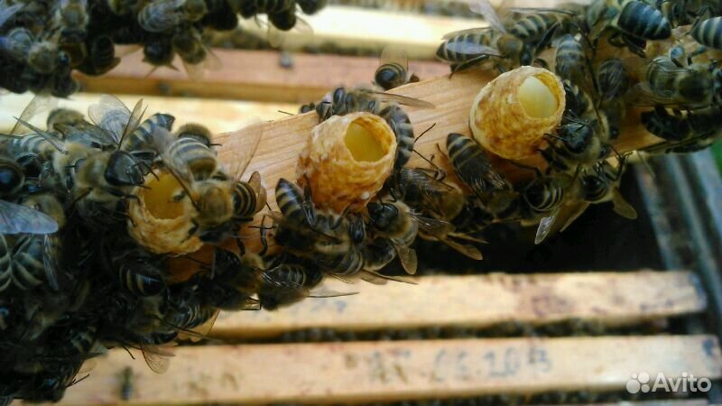 Пчеломатка купить на Зозу.ру - фотография № 2