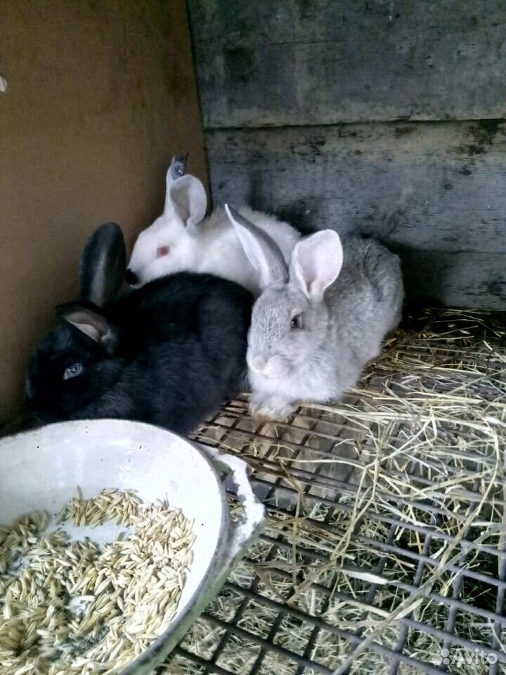 Купить Кроликов В Курганской Области