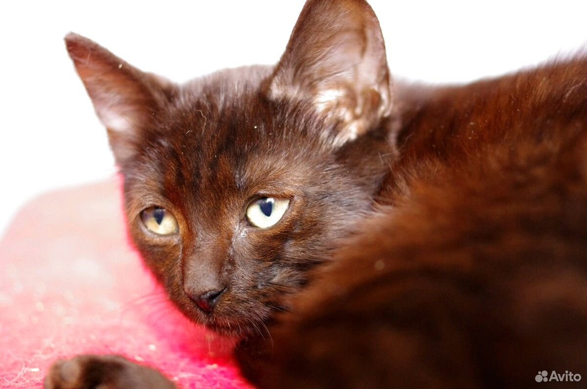 Шоколадная окраска кошек. Шоколадные коты. Кошка шоколадного окраса. Котята шоколадного окраса. Йоркская шоколадная кошка.