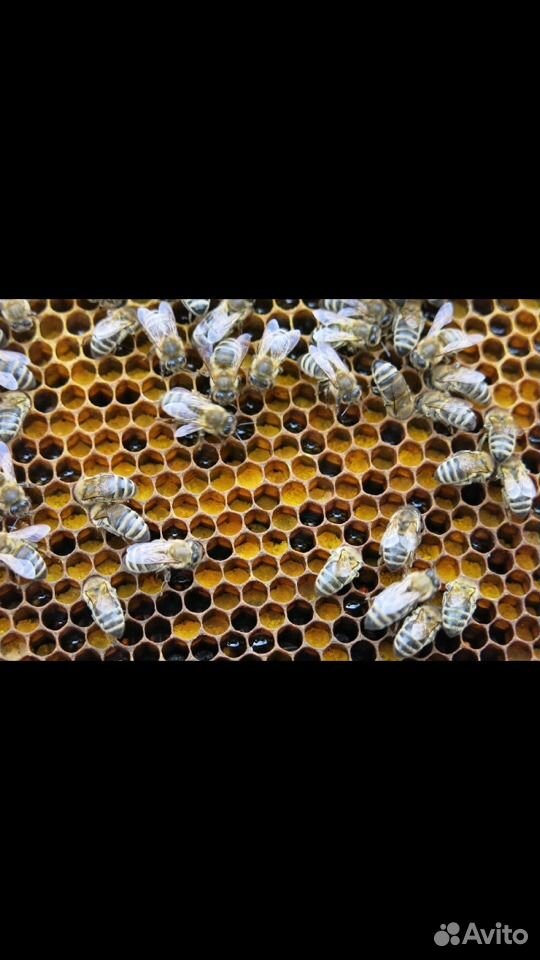 Перга и все продукты пчеловодства для здоровья купить на Зозу.ру - фотография № 4