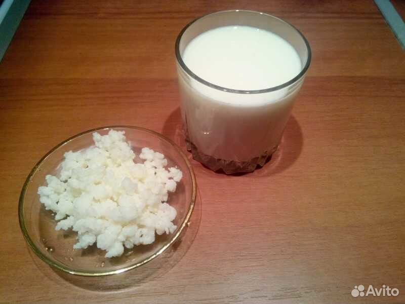 Козье молоко и кефирный гриб купить на Зозу.ру - фотография № 1