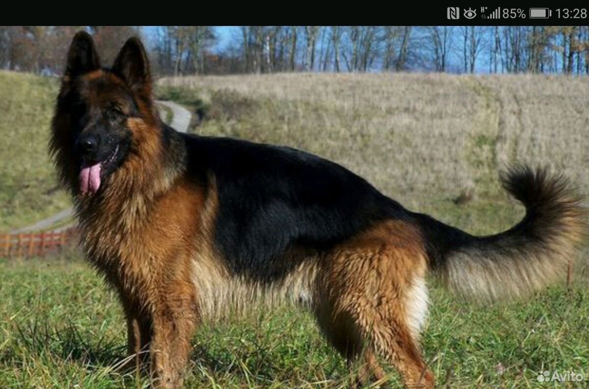 Овчарка длинношерстная немецкая фото взрослой собаки