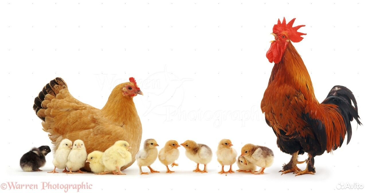 Цыплята крупных пород и яичных купить на Зозу.ру - фотография № 1