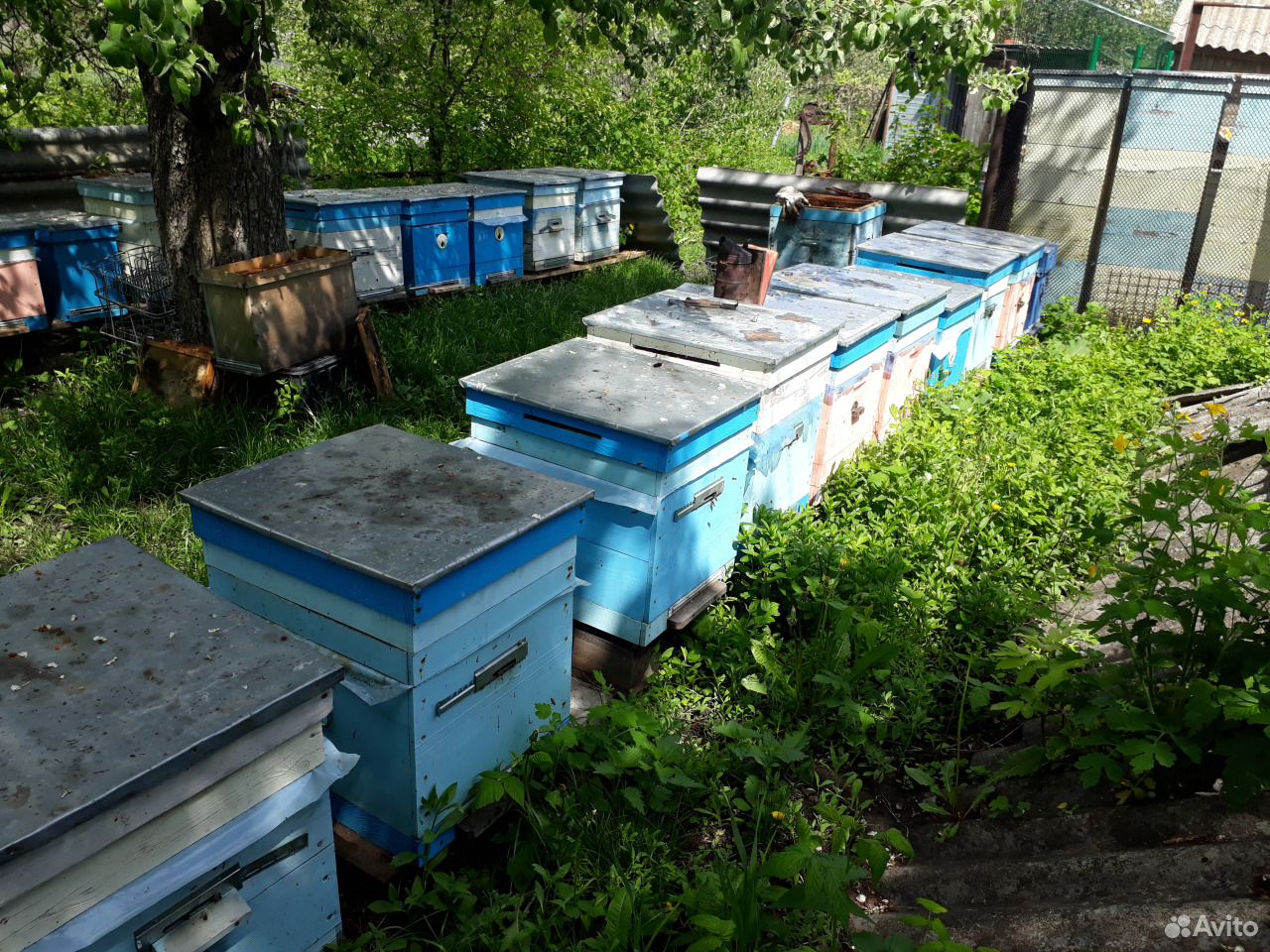 Отводки и пчелосемьи купить на Зозу.ру - фотография № 1