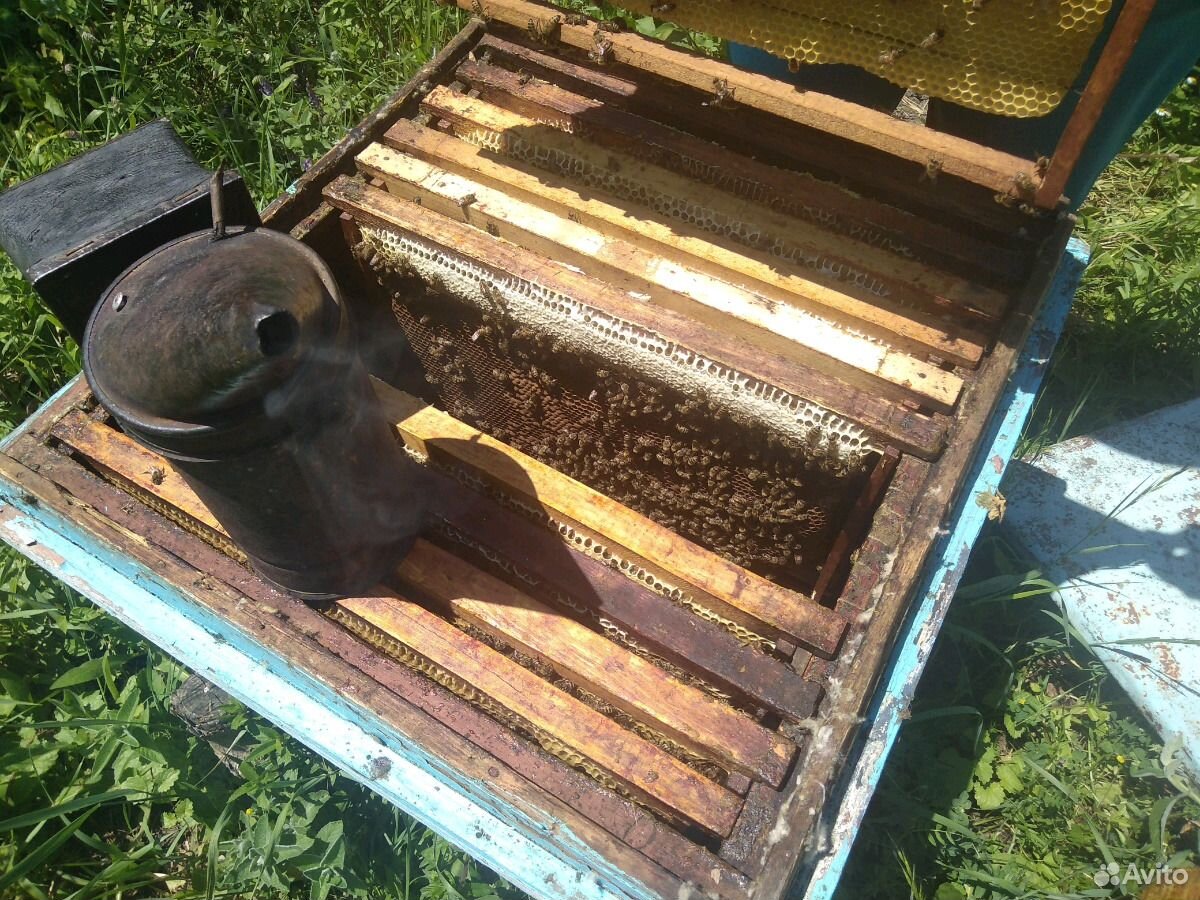 Продаю пчёл купить на Зозу.ру - фотография № 8