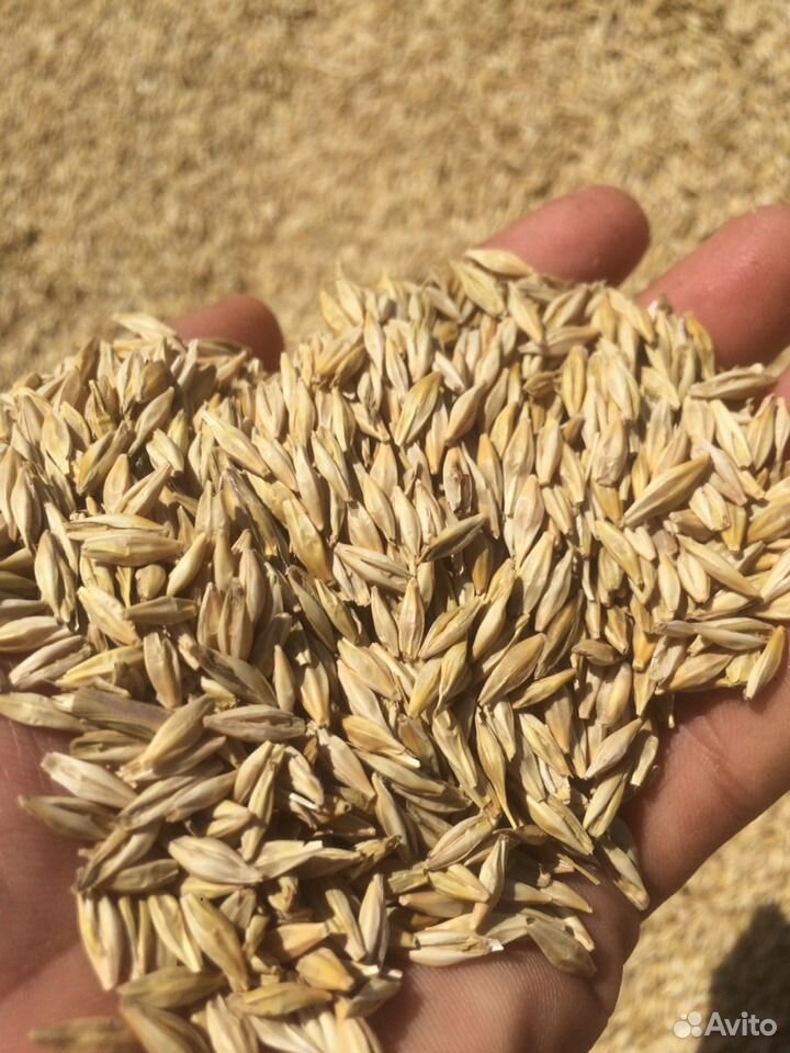 Ячмень пшеница купить на Зозу.ру - фотография № 1
