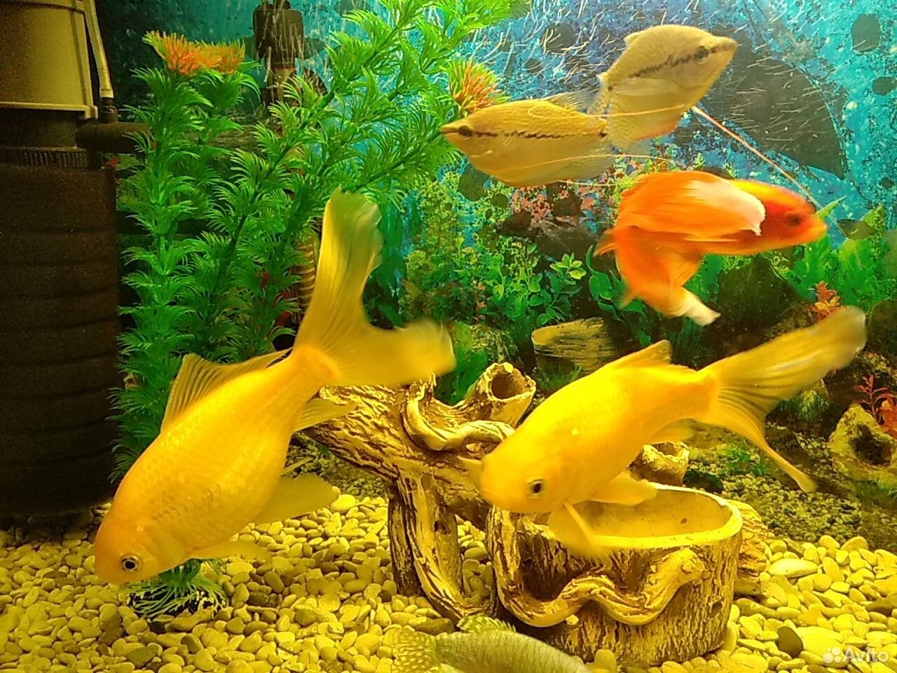 Продам аквариум вместе с рыбками и весь инвентарь купить на Зозу.ру - фотография № 9