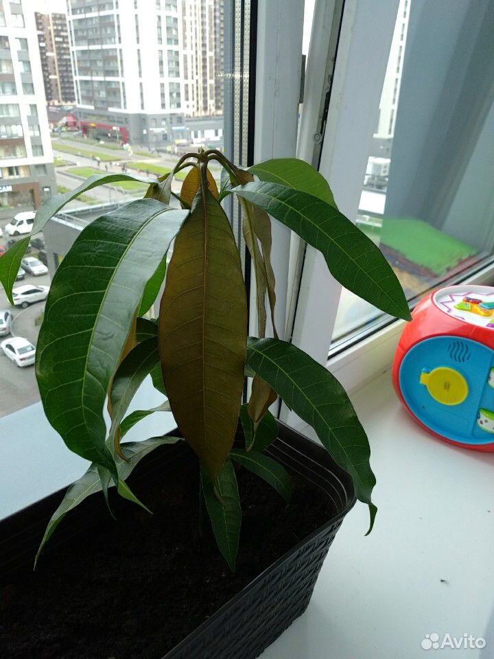 Манго - растение купить на Зозу.ру - фотография № 2