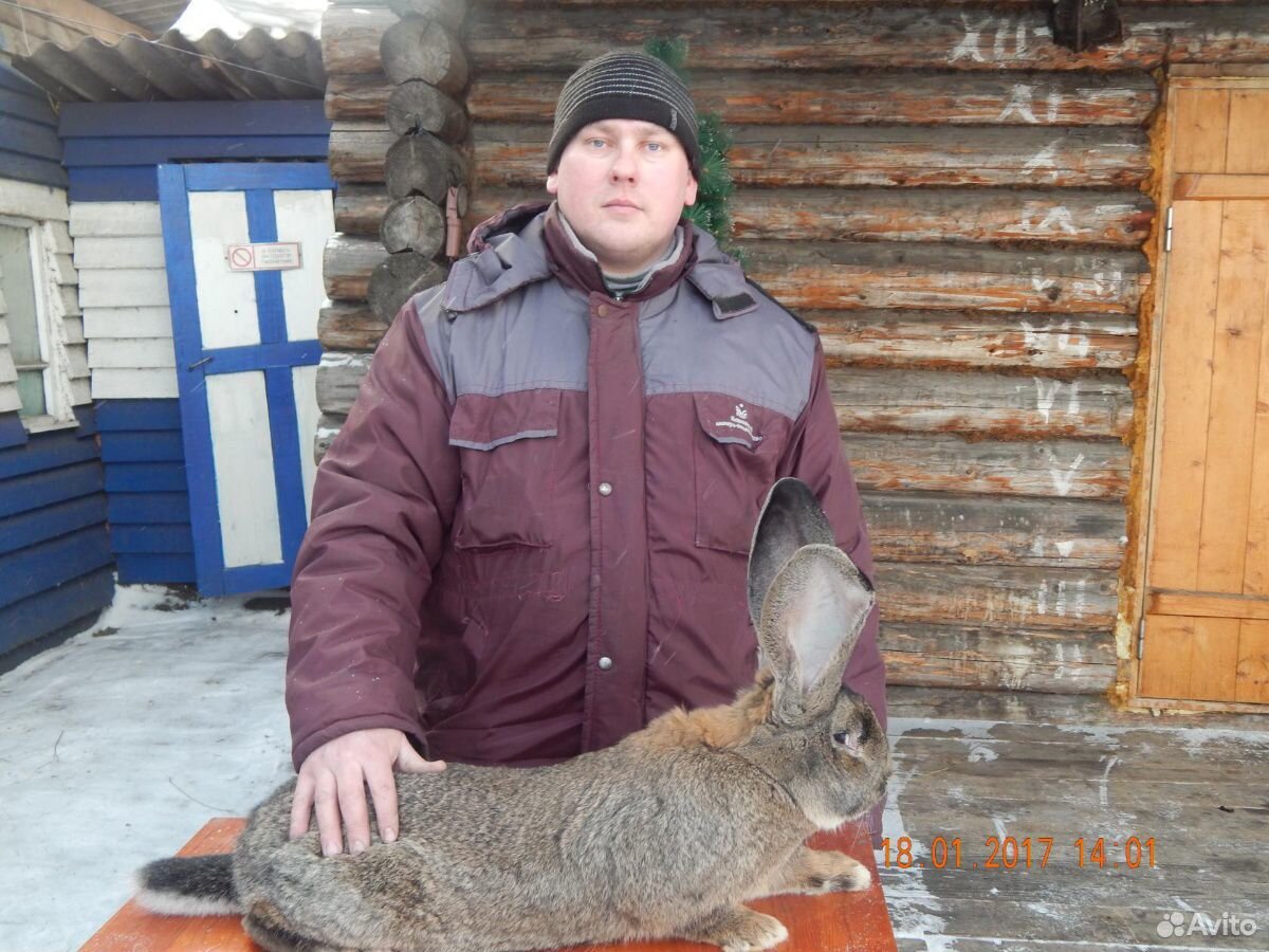 Продам чисто породных кроликов на племя купить на Зозу.ру - фотография № 2