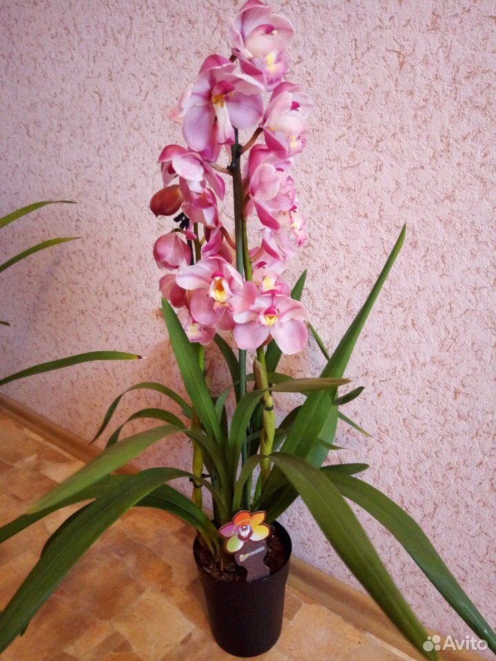 Орхидея Цимбидиум купить на Зозу.ру - фотография № 6