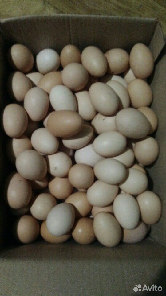 Яйца купить на Зозу.ру - фотография № 4