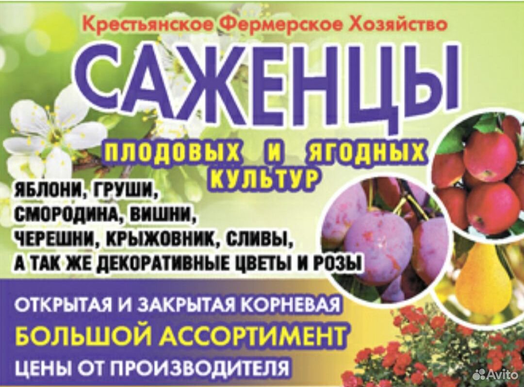 Саженцы от Фермерского Хозяйства купить на Зозу.ру - фотография № 2