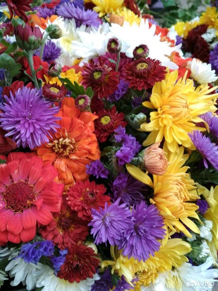 Цветы многолетники купить на Зозу.ру - фотография № 1