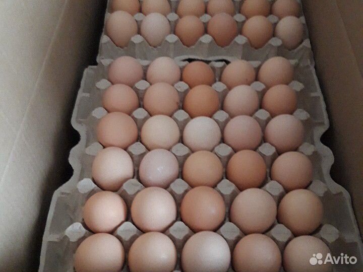 Яйца инкубационные росс 308(россия) купить на Зозу.ру - фотография № 1