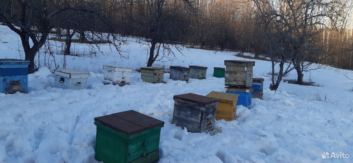 Продаются пчёлы с ульями купить на Зозу.ру - фотография № 1