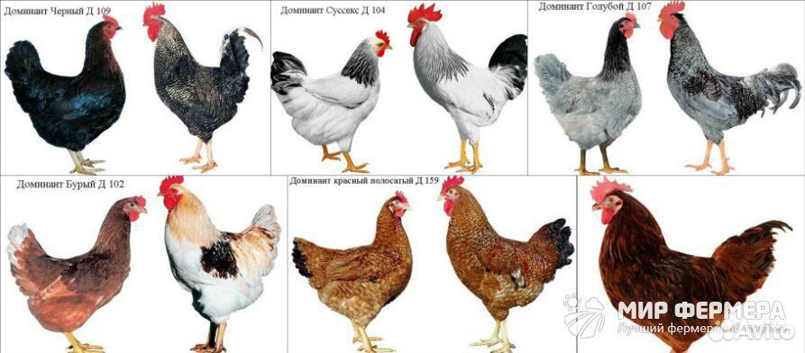 Цыплята породы «Доминант» купить на Зозу.ру - фотография № 6