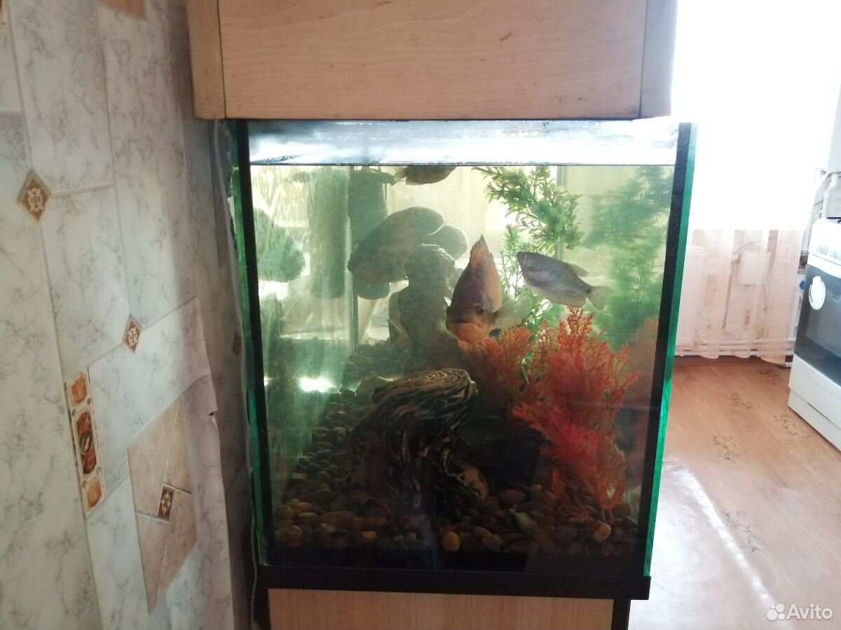 Продаётся большой аквариум с рыбами купить на Зозу.ру - фотография № 8