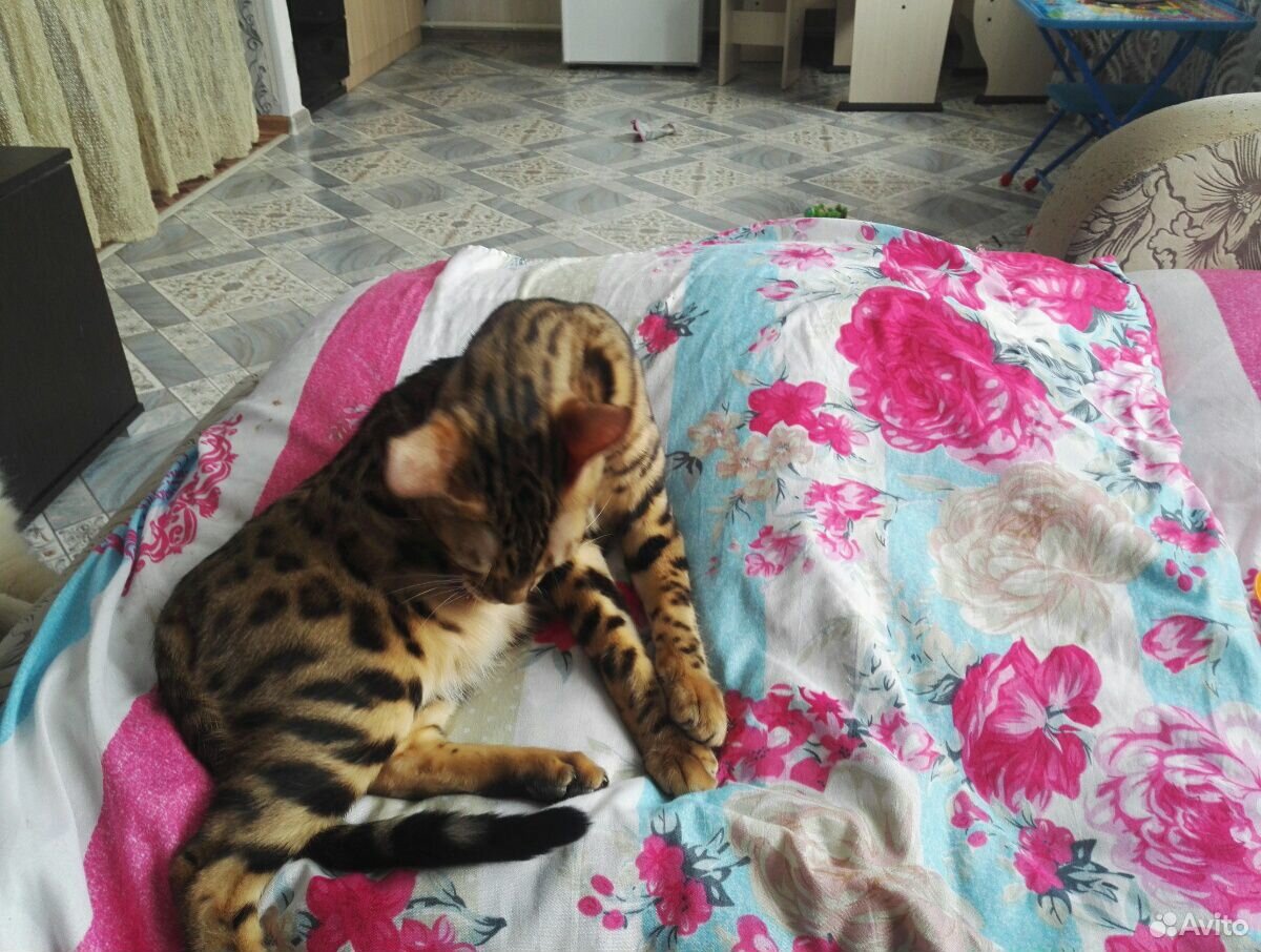 Бенгальская кошечка ищет кота для вязки купить на Зозу.ру - фотография № 3