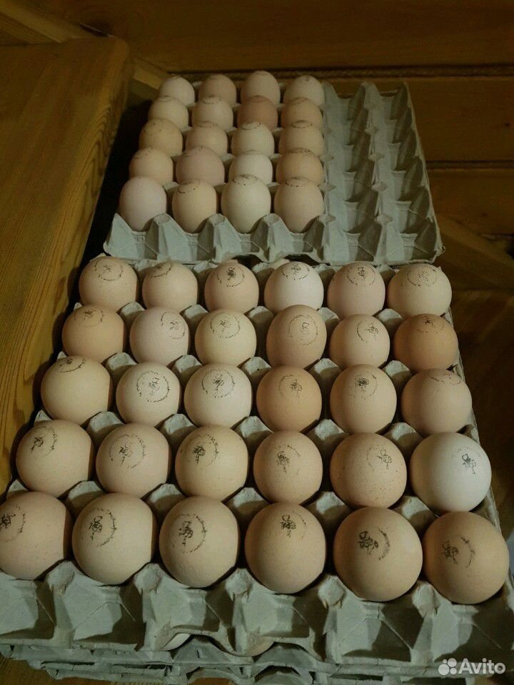 Яйцо для инкубации домашних кур купить на Зозу.ру - фотография № 3