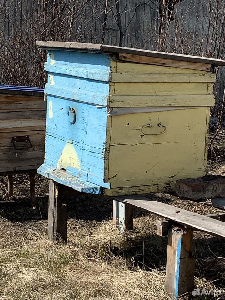 Продам пчелосемьи купить на Зозу.ру - фотография № 3