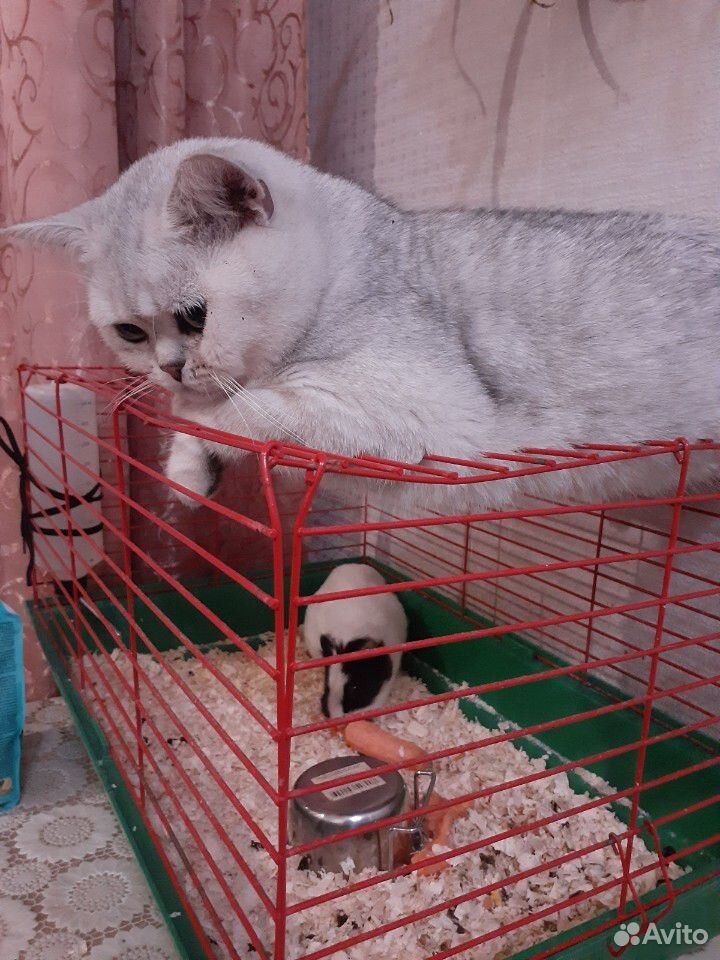 Кошка вязка.Серебристый шиншилл ждет в гости невес купить на Зозу.ру - фотография № 7