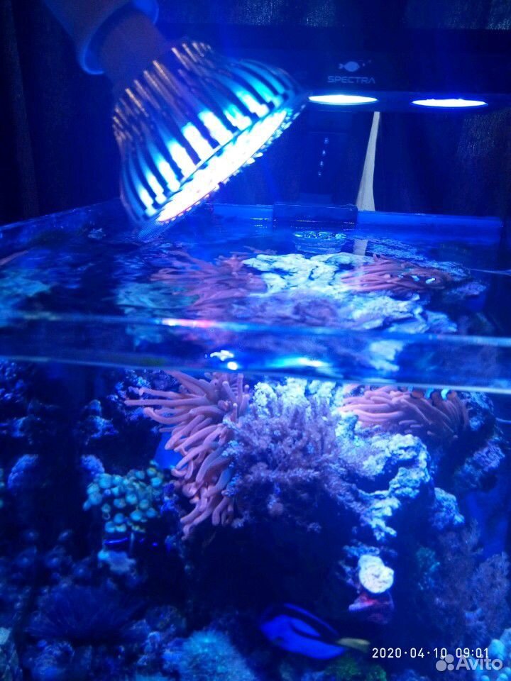 Светодиодная лампа для нано рифа 27 ват с держател купить на Зозу.ру - фотография № 1