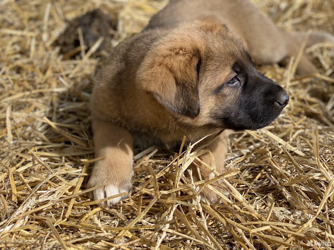 Красивейший щенок алабая и немецкой овчарки купить на Зозу.ру - фотография № 9