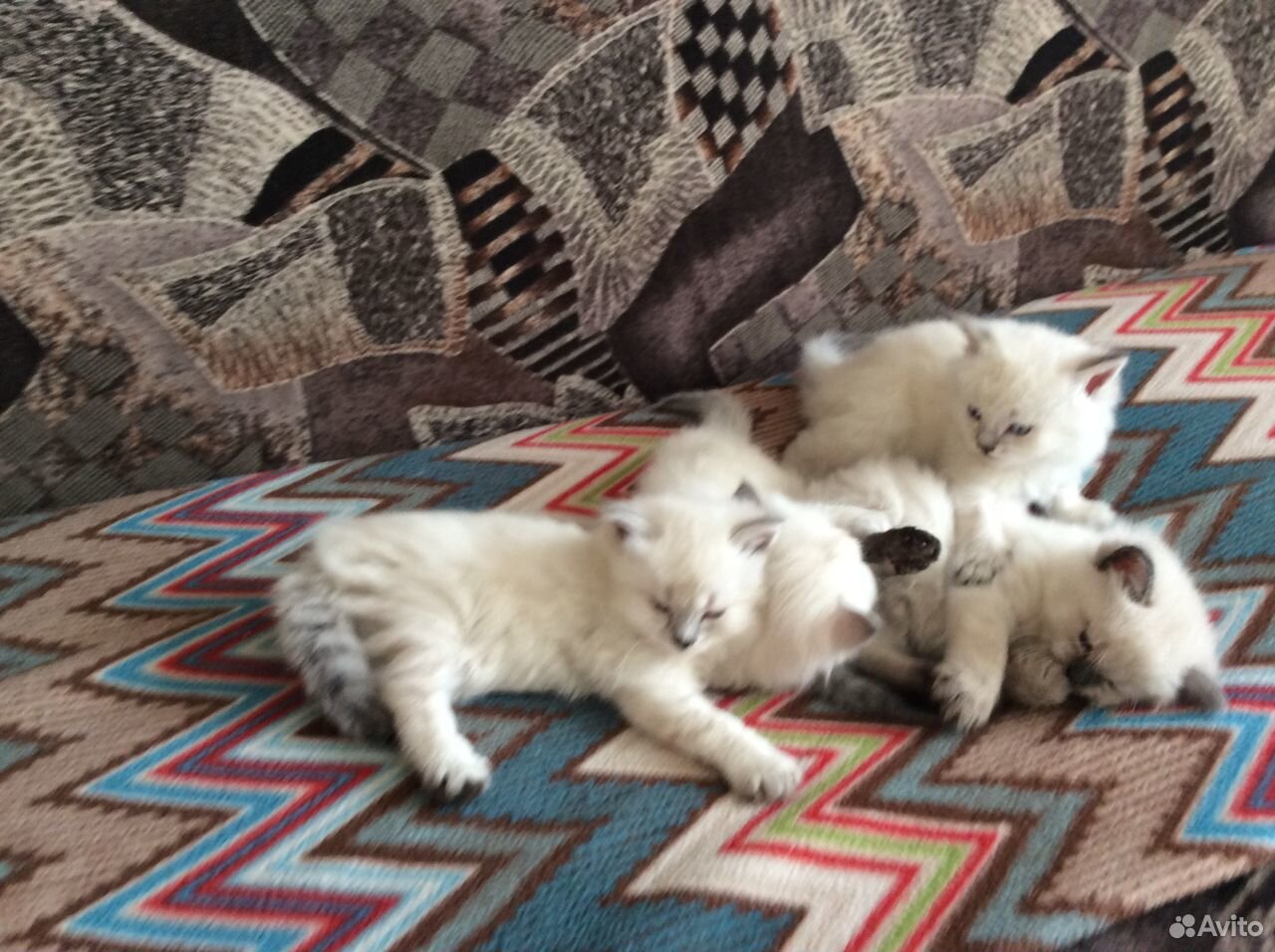 Невские маскарадные котята купить на Зозу.ру - фотография № 2