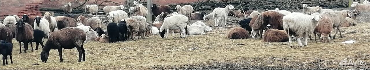 Бараны, овцы, ягнята купить на Зозу.ру - фотография № 3