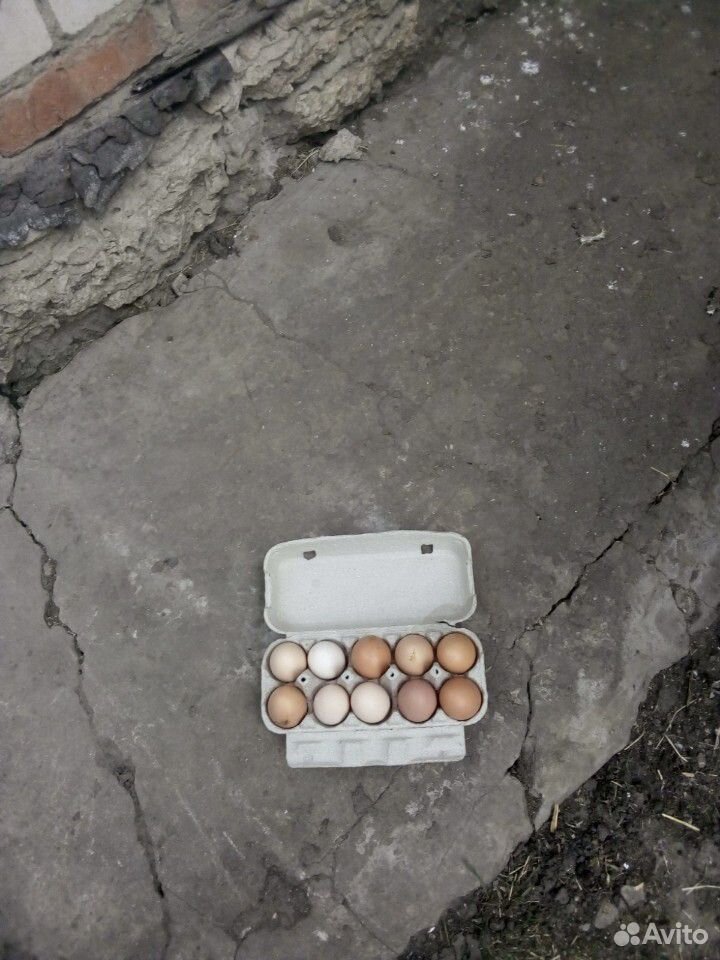Продаются инкубационные яйца купить на Зозу.ру - фотография № 1