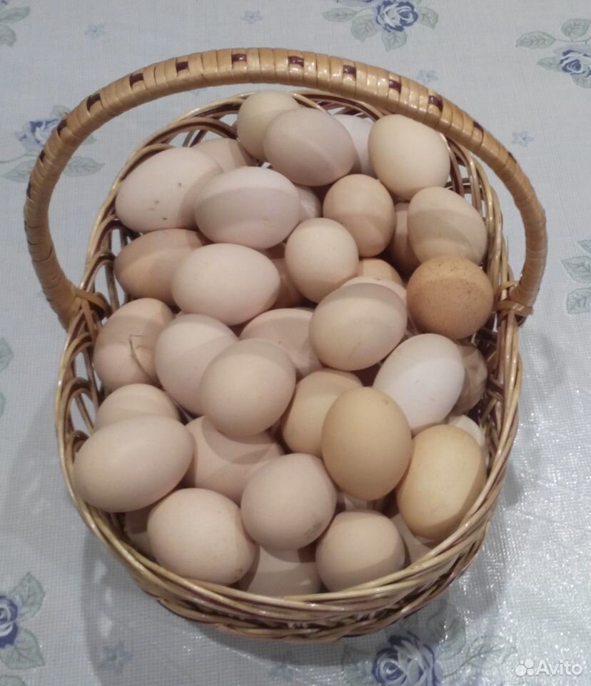 Продам домашние куриные яйца купить на Зозу.ру - фотография № 1