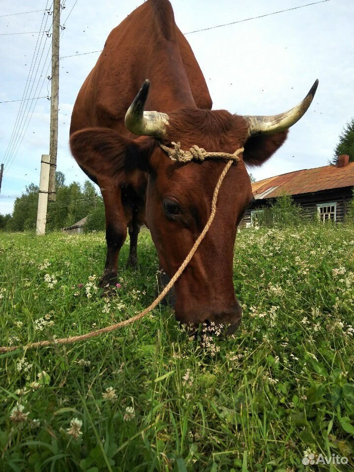 Продам суксунскую корову купить на Зозу.ру - фотография № 7