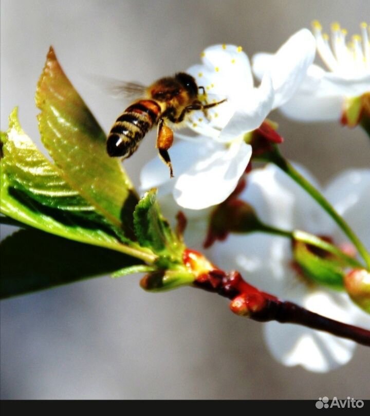 Продаются пчелы купить на Зозу.ру - фотография № 1