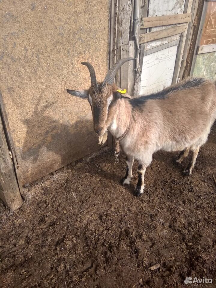 Продам коз и козлят купить на Зозу.ру - фотография № 3