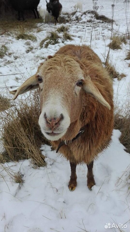 Продам коз овец купить на Зозу.ру - фотография № 4
