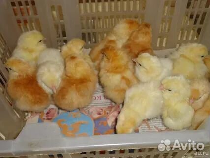 Продам цыплят Ломан Браун купить на Зозу.ру - фотография № 2