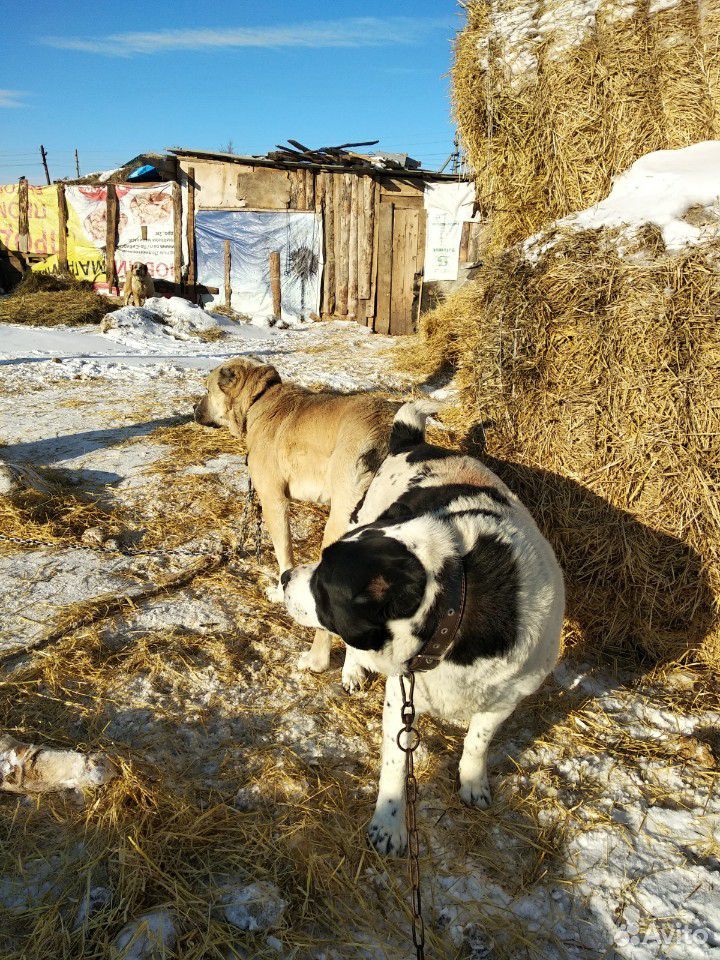 Среднеазиатская овчарка купить на Зозу.ру - фотография № 6