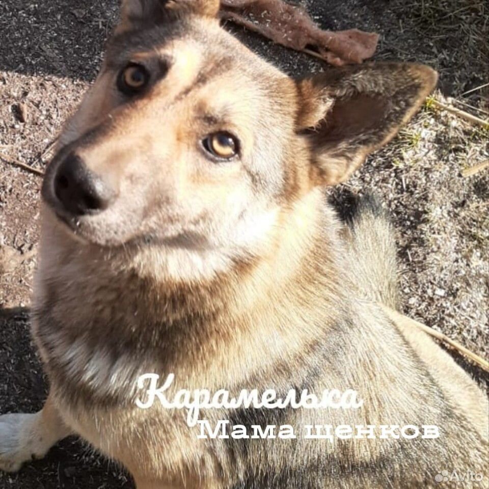 Собака Лаечка в добрые руки купить на Зозу.ру - фотография № 5