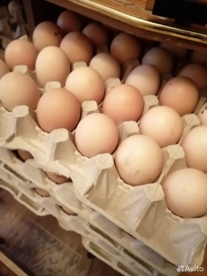 Яйца инкубационные брама купить на Зозу.ру - фотография № 1