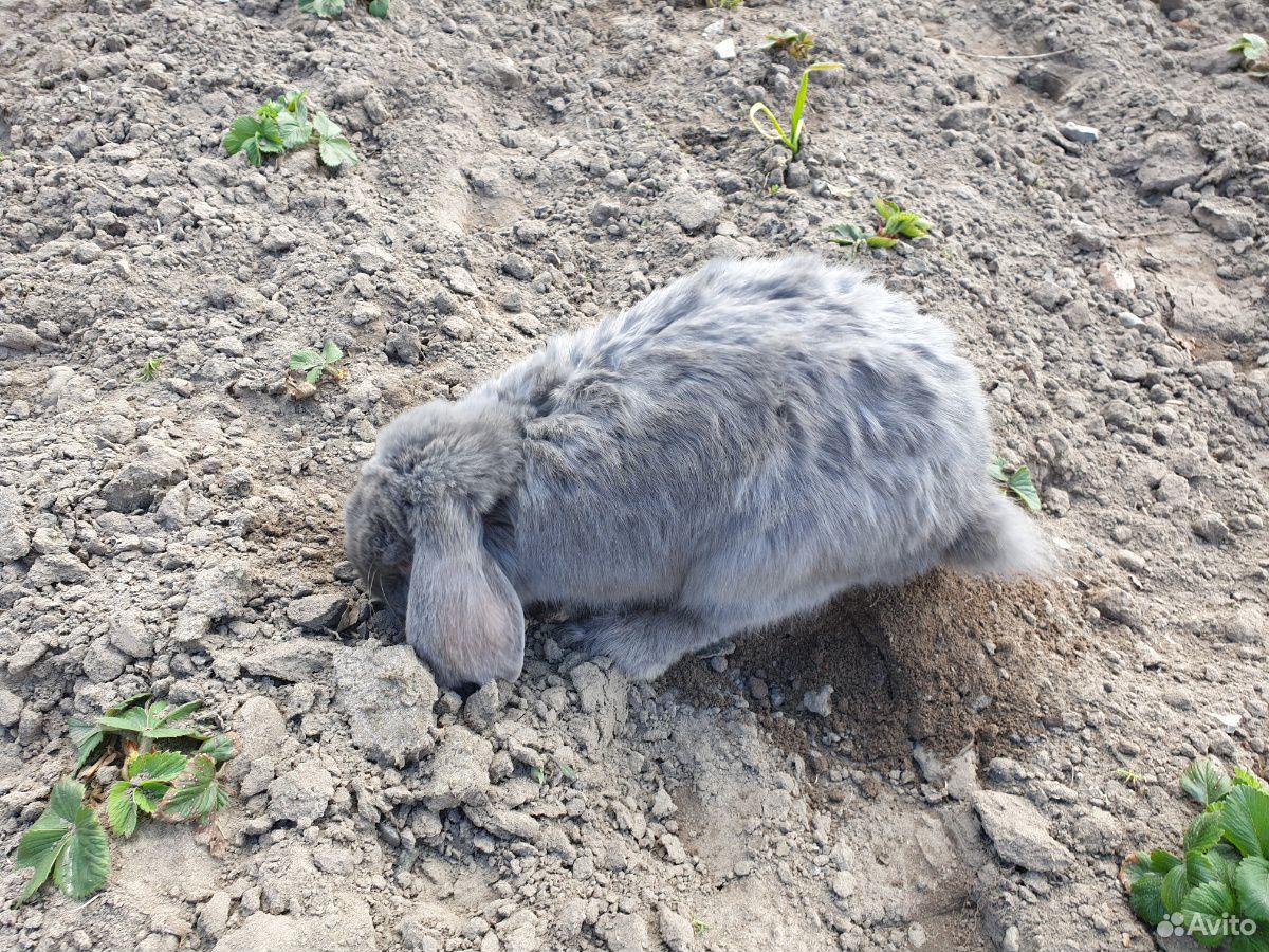 Продаётся кролик, порода "французский баран" купить на Зозу.ру - фотография № 6