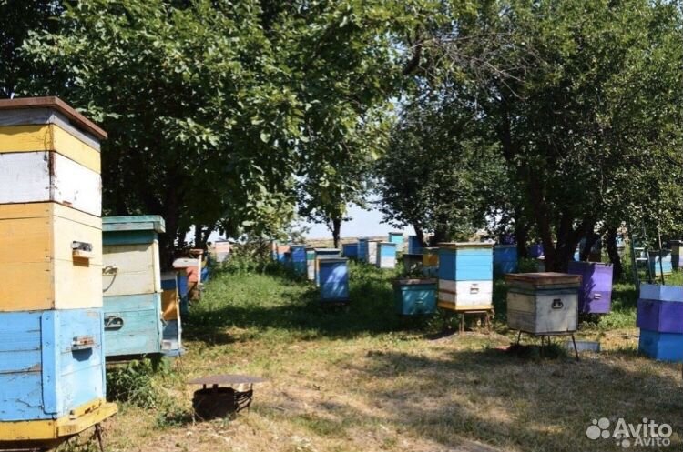 Пчелосемьи пчелопакеты купить на Зозу.ру - фотография № 2