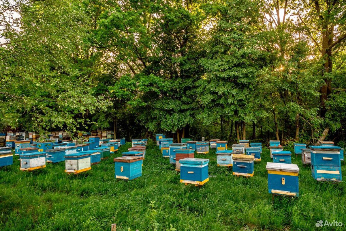 Продам пчелосемьи купить на Зозу.ру - фотография № 1