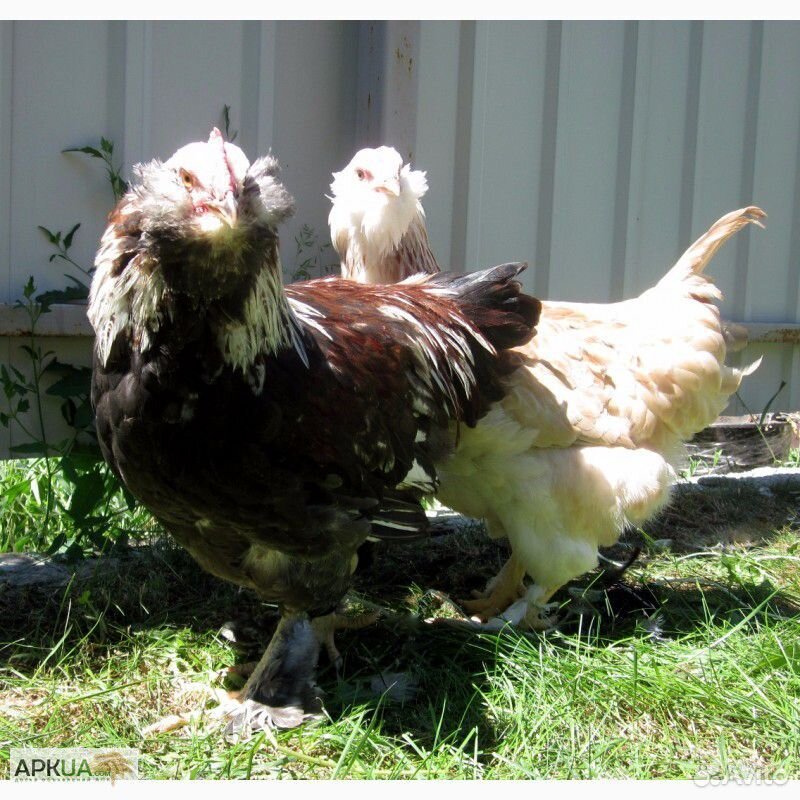 Фавероль цыплята и инкубационное яйцо купить на Зозу.ру - фотография № 2